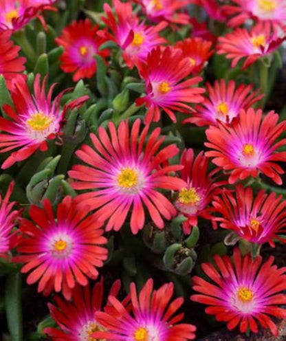 Delosperma Carmine Red Flower seeds for Planting Fragrant Blossoms Heirloom & GMO Free Seeds for Home Garden