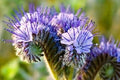 Purple Phacelia Flower seeds for Planting Garden Favorite, Heirloom & GMO Free Seeds for Home Garden seeds for planting