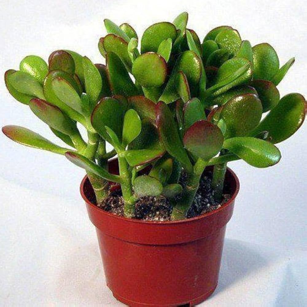 Crassula Flower seeds for Planting Drought Tolerant, Heirloom & GMO Free Seeds for Home Garden vegetable and garden seeds