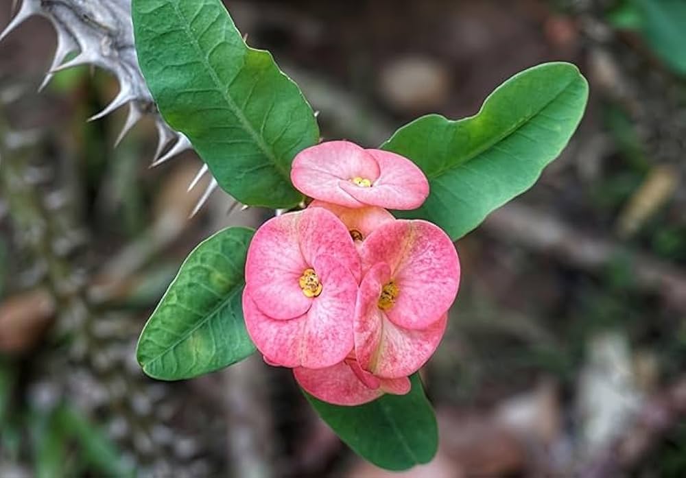 Pink Green Euphorbia Milii Flower seeds for Planting Seasonal Bloomer, Heirloom & GMO Free Seeds for Home Garden vegetable and garden seeds