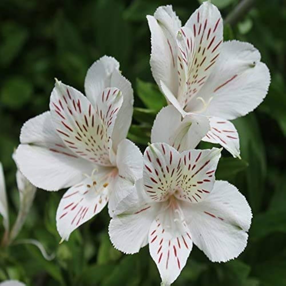 White Alstroemeria Flower seeds for Planting Hardy Variety, Heirloom & GMO Free Seeds for Home Garden seeds for planting