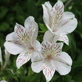 White Alstroemeria Flower seeds for Planting Hardy Variety, Heirloom & GMO Free Seeds for Home Garden seeds for planting