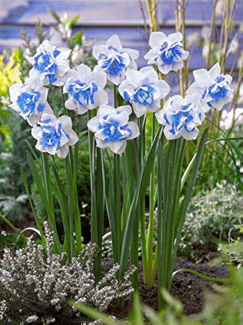 Premium Blue White Daffodils Flower seeds for Planting Colorful Display, Heirloom & GMO Free Seeds for Home Garden seeds