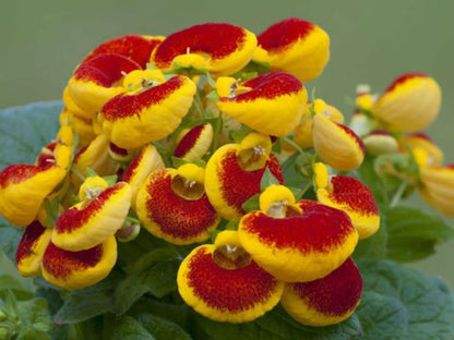 Calceolaria Uniflora Flower seeds for Planting - Cut Flower Favorite, Heirloom & GMO Free Seeds for Home Garden