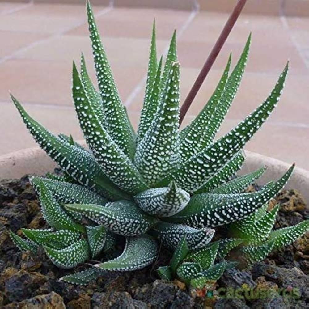 Premium Green Nananthus Margaritiferus Flower seeds for Planting Cottage Garden Essential, Heirloom & GMO Free Seeds for Home Garden seeds