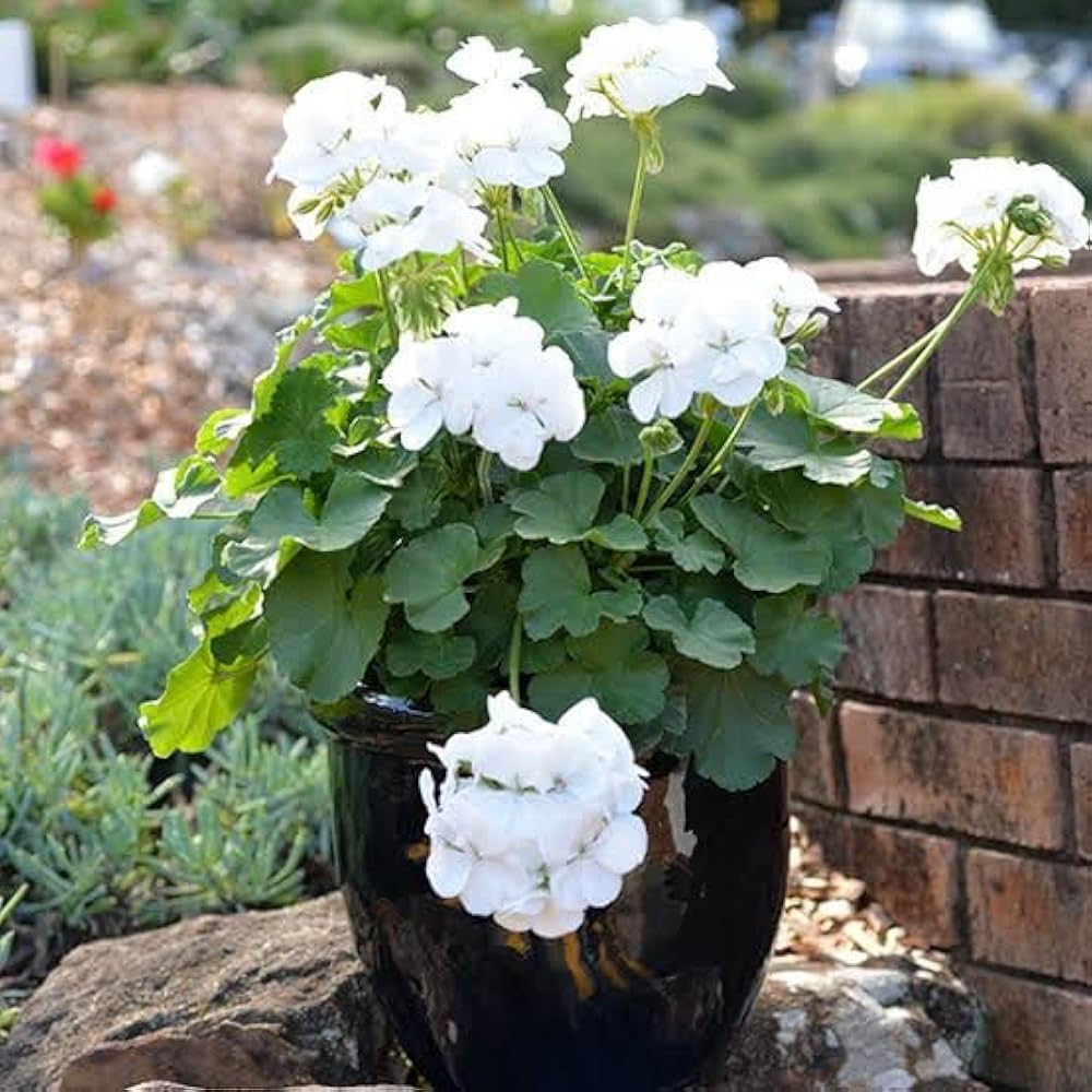 Geranium Pelargonium Flower seeds for Planting Garden Favorite Heirloom & GMO Free Seeds for Home Garden