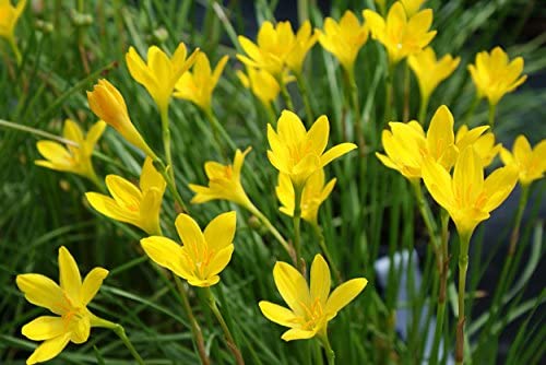 Balsamine Yellow Flower seeds for Planting Perfect for Borders, Heirloom & GMO Free Seeds for Home Garden vegetable and garden seeds