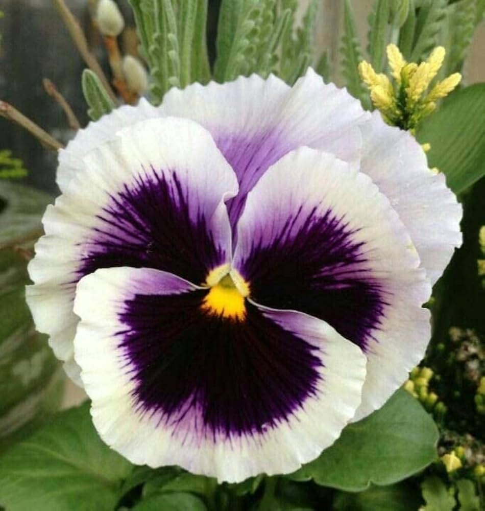 White & Black Pansy Flower seeds for Planting Perfect for Borders, Heirloom & GMO Free Seeds for Home Garden vegetable and garden seeds