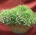 Green Gypsophila Flower seeds for Planting Sun Loving, Heirloom & GMO Free Seeds for Home Garden seeds for planting