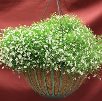 Green Gypsophila Flower seeds for Planting Sun Loving, Heirloom & GMO Free Seeds for Home Garden seeds for planting