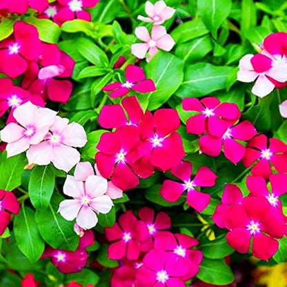 Fragrant Vinca Flower seeds for Planting Low Maintenance Heirloom & GMO Free Seeds for Home Garden