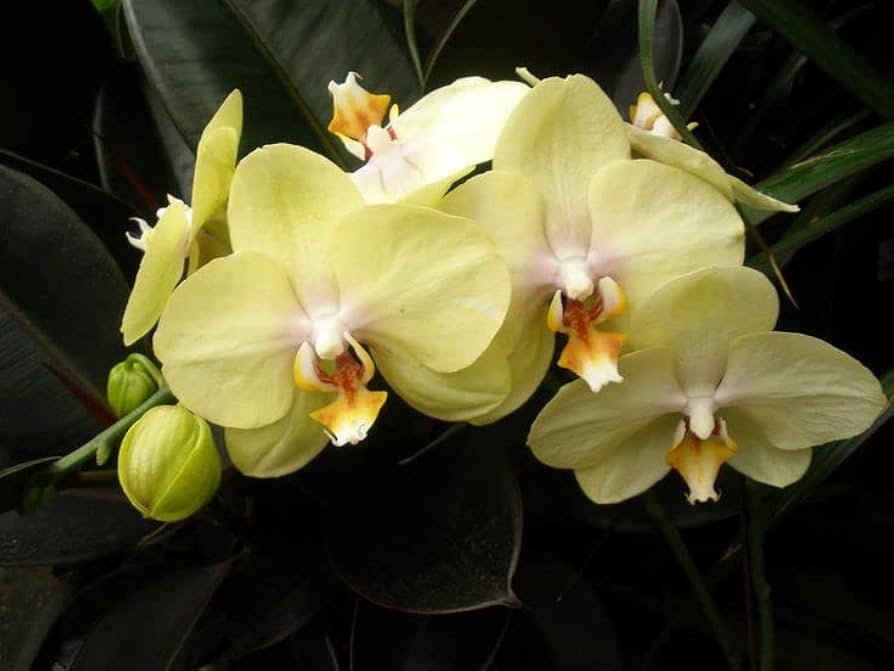 Pale Green Phalaenopsis Orchid Flower seeds for Planting Drought Tolerant, Heirloom & GMO Free Seeds for Home Garden vegetable and garden seeds
