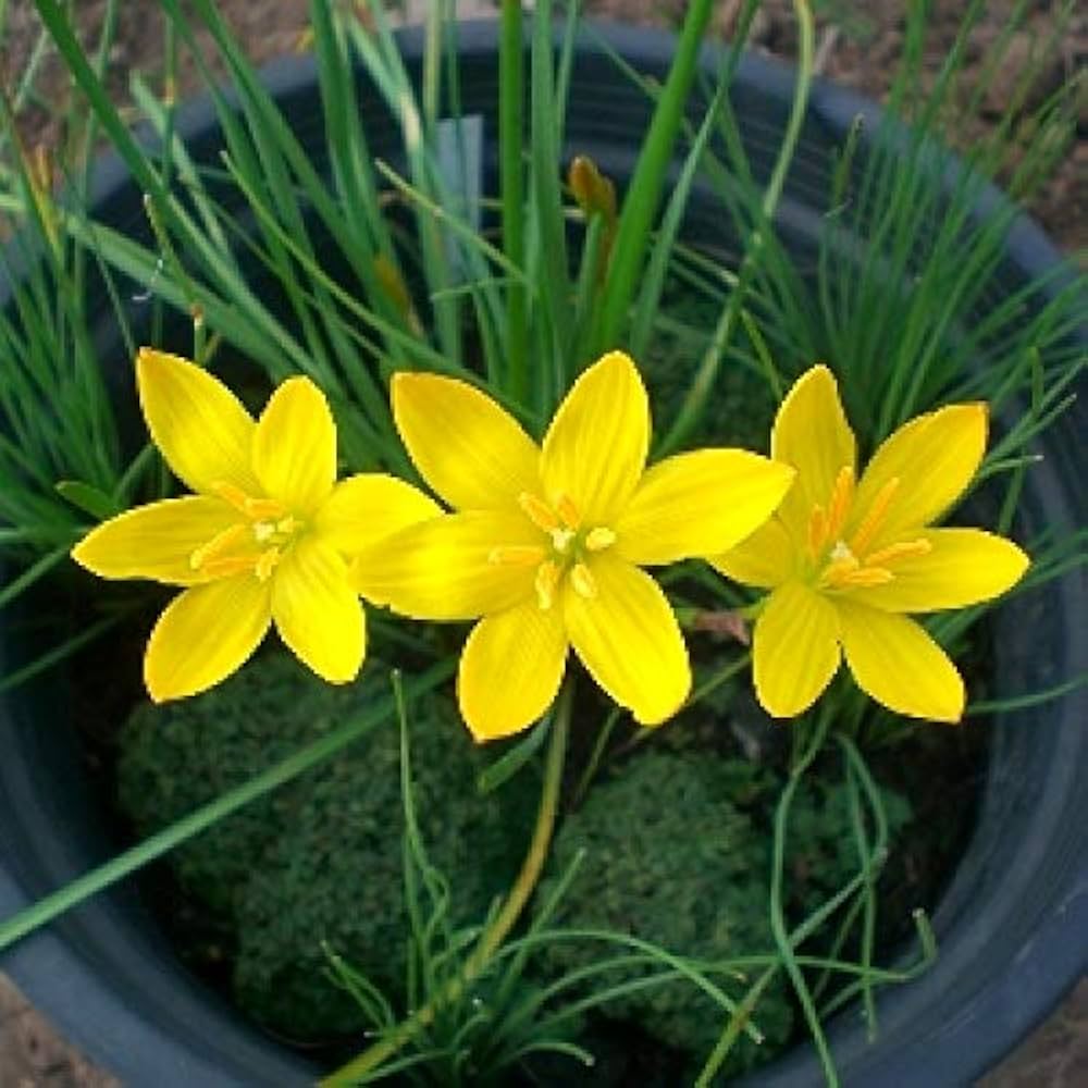 High quality Balsamine Yellow Flower seeds for Planting Perfect for Borders, Heirloom & GMO Free Seeds for Home Garden seeds pack