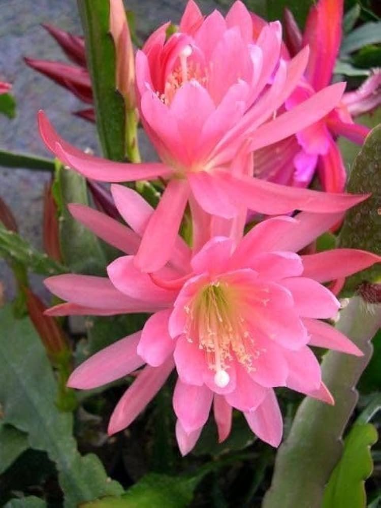 Pink Epiphyllum Oxypetalum Flower seeds for Planting Hardy Variety, Heirloom & GMO Free Seeds for Home Garden vegetable and garden seeds