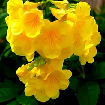 Premium Tecoma Flower seeds for Planting Long Bloom Season, Heirloom & GMO Free Seeds for Home Garden seeds