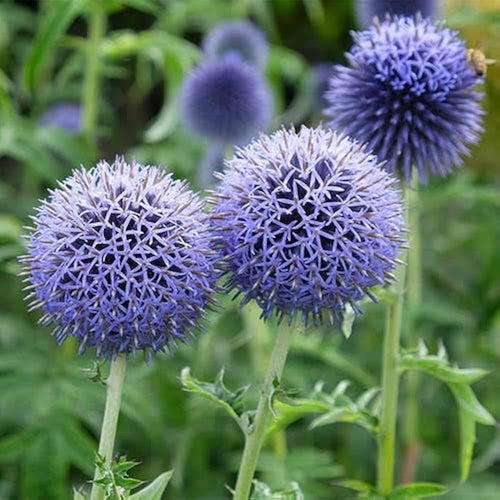 Premium Blue Echinops Ritro Flower seeds for Planting Premium Quality, Heirloom & GMO Free Seeds for Home Garden Sale seeds
