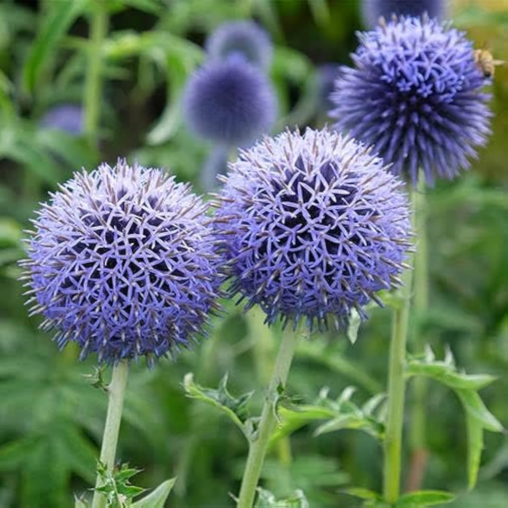 Premium Echinops Ritro Flower seeds for Planting Compact Growth, Heirloom & GMO Free Seeds for Home Garden seeds