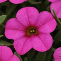 Pink Kabloom Flower seeds for Planting Low Maintenance, Heirloom & GMO Free Seeds for Home Garden seeds for planting