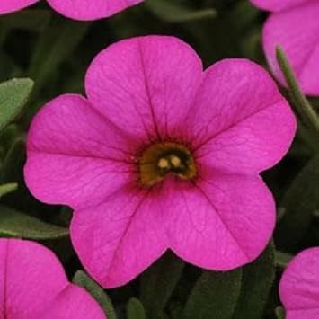 Pink Kabloom Flower seeds for Planting Low Maintenance, Heirloom & GMO Free Seeds for Home Garden seeds for planting