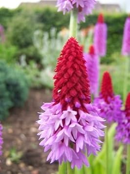 High quality Red Purple Primula Vialii Flower seeds for Planting Vibrant Colors, Heirloom & GMO Free Seeds for Home Garden seeds pack