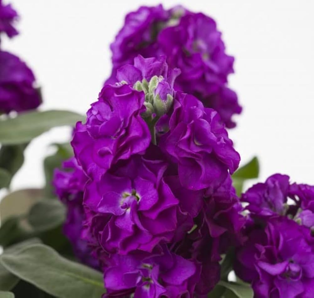 Matthiola Incana Deep Purple Flower seeds for Planting Garden Favorite, Heirloom & GMO Free Seeds for Home Garden vegetable and garden seeds