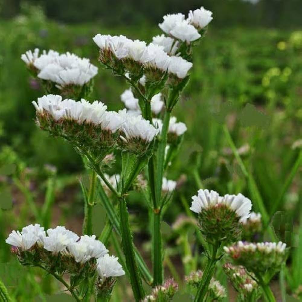 Limonium Sinuatum Iceberg Flower seeds for Planting Compact Growth Heirloom & GMO Free Seeds for Home Garden