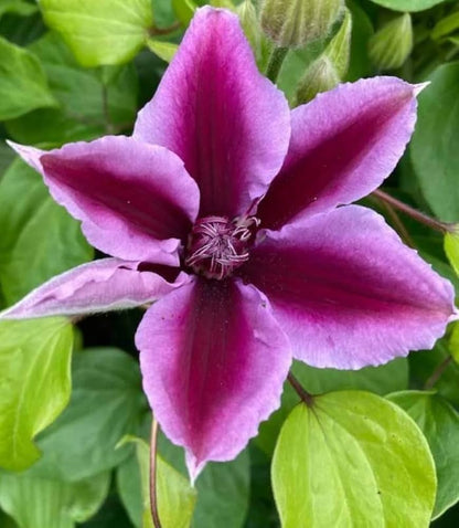Clematis Flower seeds for Planting Garden Favorite Heirloom & GMO Free Seeds for Home Garden