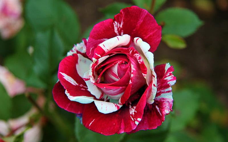 High quality Cream Red Spirit Rose Flower seeds for Planting Cottage Garden Essential, Heirloom & GMO Free Seeds for Home Garden seeds pack