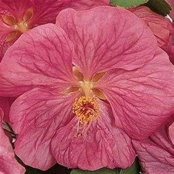 High quality Abutilon Bella Flower seeds for Planting Hardy Variety, Heirloom & GMO Free Seeds for Home Garden seeds pack
