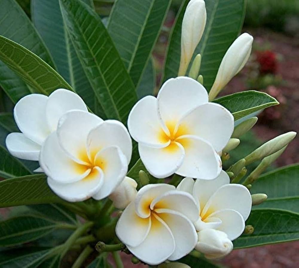 White Egg Flower seeds for Planting Low Maintenance, Heirloom & GMO Free Seeds for Home Garden Sale seeds for planting