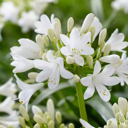 Agapanthus Flower seeds for Planting Premium Quality Heirloom & GMO Free Seeds for Home Garden