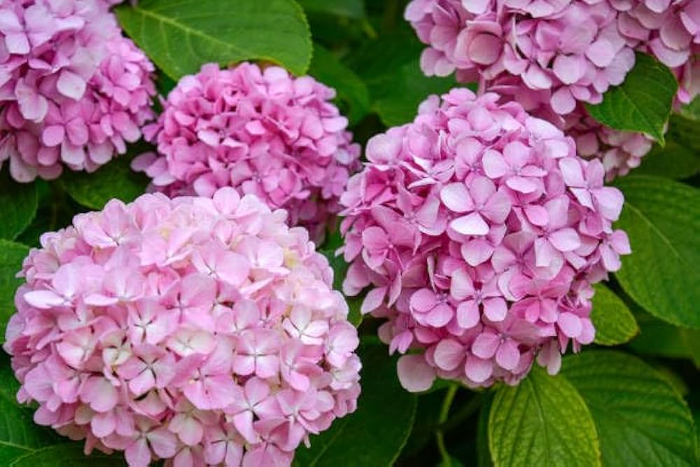 Premium Light Pink Hydrangea Flower seeds for Planting Long Bloom Season, Heirloom & GMO Free Seeds for Home Garden seeds