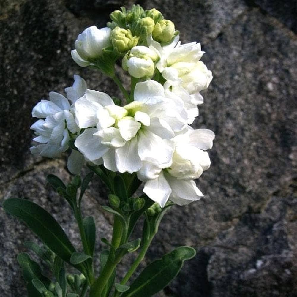 Premium White Scented Stock Flower seeds for Planting Shade Tolerant, Heirloom & GMO Free Seeds for Home Garden seeds