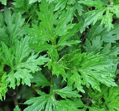 Artemisia Argyi Flower seeds for Planting - Cottage Garden Essential, Heirloom & GMO Free Seeds for Home Garden