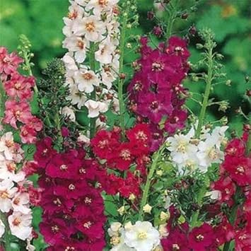 High quality Mixed Verbascum Flower seeds for Planting Wildflower Mix, Heirloom & GMO Free Seeds for Home Garden seeds pack