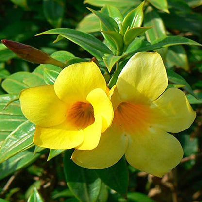 Heirloom Allamanda Flower seeds for Planting Sun Loving Heirloom & GMO Free Seeds for Home Garden