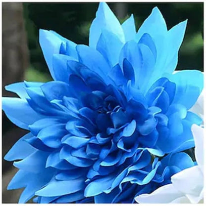 Dahlia Sky Blue Flower seeds for Planting - Fragrant Blossoms, Heirloom & GMO Free Seeds for Home Garden