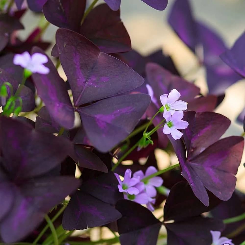 Premium Oxalis Corymbosa Flower seeds for Planting Perfect for Borders, Heirloom & GMO Free Seeds for Home Garden Sale seeds
