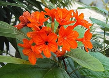 Orange Cordia Sebestena Flower seeds for Planting Long Bloom Season, Heirloom & GMO Free Seeds for Home Garden seeds for planting