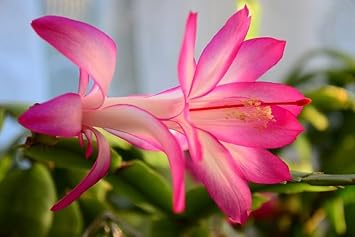 White Pink Zygocactus Flower seeds for Planting Seasonal Bloomer, Heirloom & GMO Free Seeds for Home Garden seeds for planting