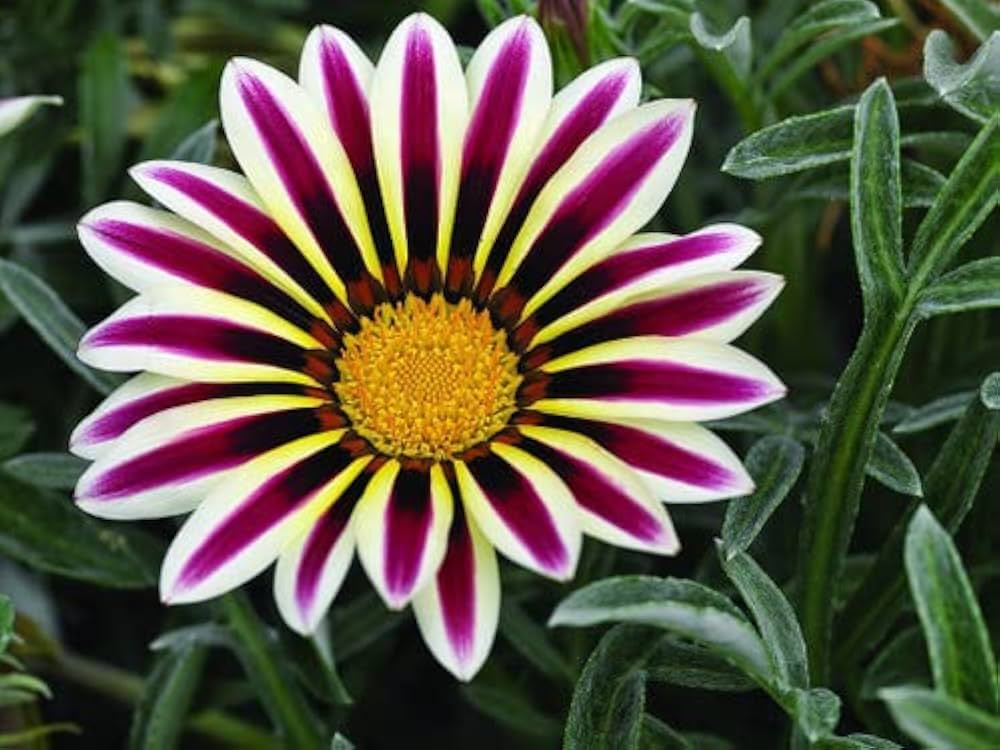 White Purple Gazania Flower seeds for Planting Perfect for Borders, Heirloom & GMO Free Seeds for Home Garden vegetable and garden seeds