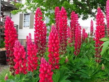 High quality Russell Lupine Flower seeds for Planting Perfect for Borders, Heirloom & GMO Free Seeds for Home Garden seeds pack