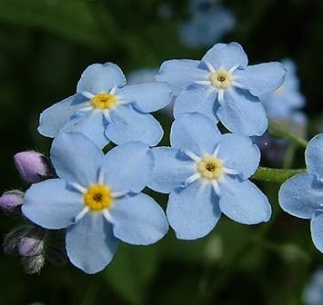 Sea Blue Myosotis Sylvatica Flower seeds for Planting Seasonal Bloomer, Heirloom & GMO Free Seeds for Home Garden vegetable and garden seeds