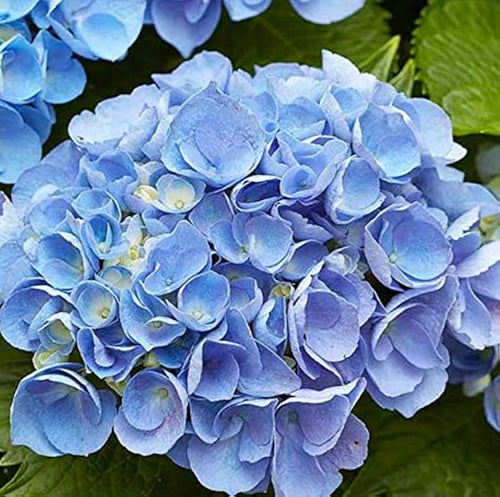 Blue Climbing Geranium Flower seeds for Planting Long Bloom Season, Heirloom & GMO Free Seeds for Home Garden seeds for planting