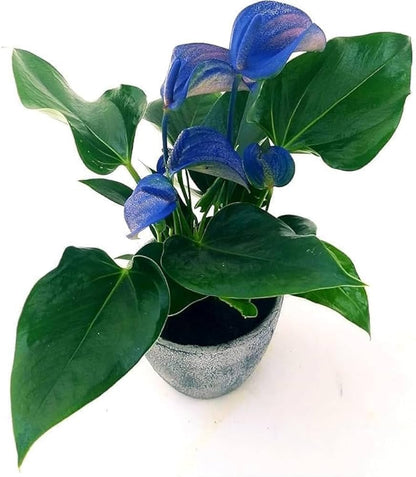 Blue Anthurium Plant Seeds Planting Exotic Blooms