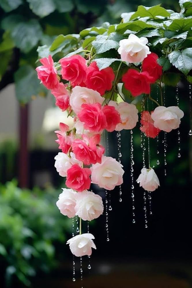 Pink White Begonia Flower seeds for Planting Wildflower Mix, Heirloom & GMO Free Seeds for Home Garden vegetable and garden seeds