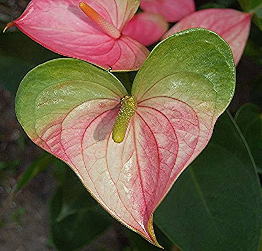 Green Pink Anthurium Andraeanum Flower Seeds Flower seeds for Planting Long Bloom Season Heirloom & GMO Free Seeds for Home Garden
