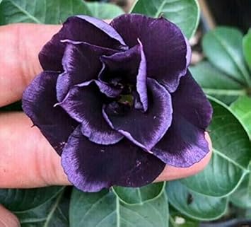 High quality Dark Purple Adenium Obessum Flower seeds for Planting Shade Tolerant, Heirloom & GMO Free Seeds for Home Garden seeds pack