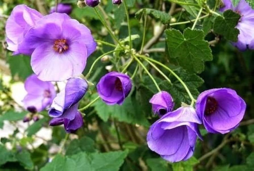 High quality Violet Abutilon Flower seeds for Planting Bright Blooms, Heirloom & GMO Free Seeds for Home Garden seeds pack