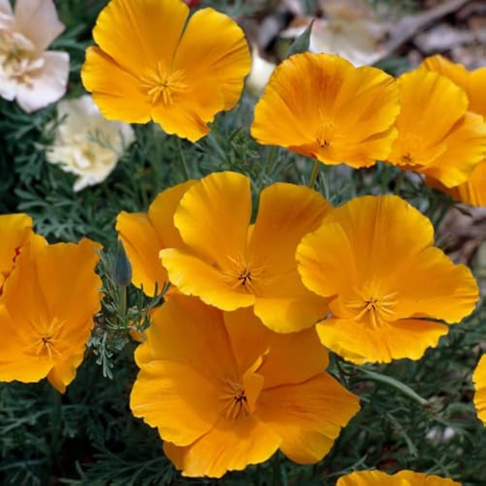 Premium Yellow Eschscholzia Flower seeds for Planting Colorful Display, Heirloom & GMO Free Seeds for Home Garden seeds